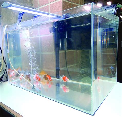 2尺缸可以養幾隻金魚|金魚飼養新手入門：8個金魚飼養技巧大公開（新手必讀）